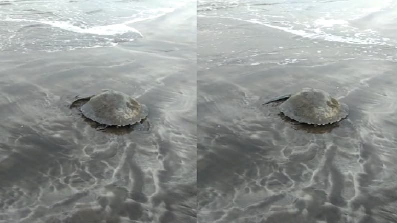 त्यानंतर या ग्रामस्थांनी सर्व जाळे कापून गुरफटलेल्या जाळ्यातून कासवला यशस्वीरित्या सोडवले.