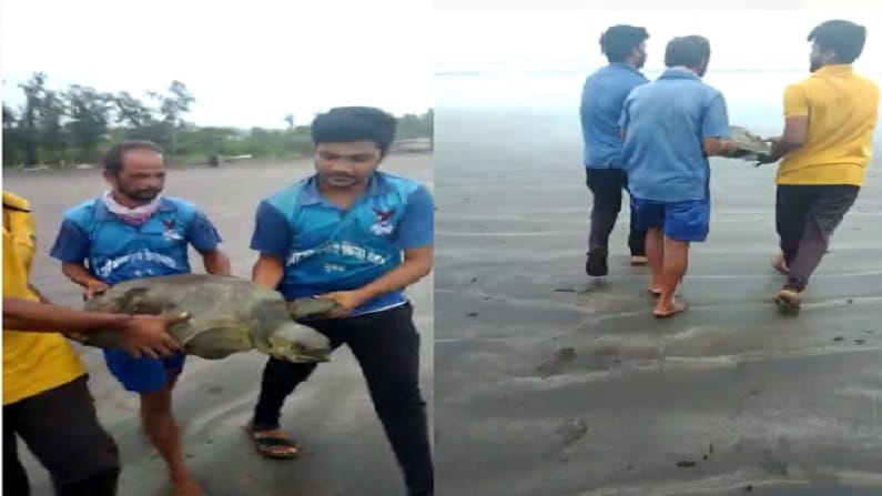 दरवर्षी दापोलीच्या समुद्र किनाऱ्यावर ऑलिव्ह रिडले जातीची अनेक मादी कासव येतात. त्या ठिकाणी ते अंडी घालतात.