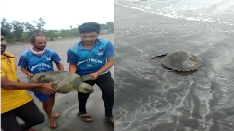 दापोली तालुक्यातील मुरुड येथील बीचवर जाळ्यात अडकलेल्या ऑलिव्ह रिडले कासवाची यशस्वीरित्या सुटका करण्यात आली आहे.