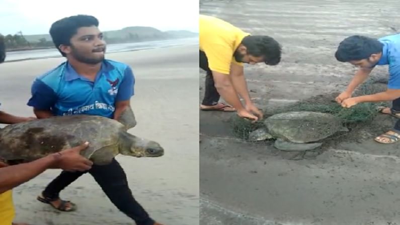 या कासवांच्या पिल्लांचे सरंक्षण करुन त्या ठिकाणचे ग्रामस्थ त्यांना सुरक्षित पुन्हा पाण्यात सोडण्याचे काम करतात.