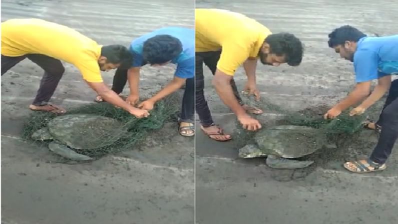 दापोली तालुक्यातील मुरुड येथील बीचवरील ग्रामसुरक्षा दलाचे सदस्य आणि ग्रामस्थांनी त्या कासवाला जीवनदान दिले.