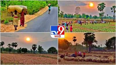 PHOTOS : आदिवासींना रोजगार देणारा आणि बिडी उद्योगाला कच्चा माल देणारा तेंदुपत्ता, पाहा या हंगामातील तोडणीची लगबग...