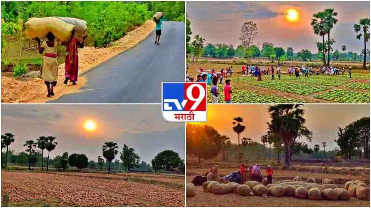 PHOTOS : आदिवासींना रोजगार देणारा आणि बिडी उद्योगाला कच्चा माल देणारा तेंदुपत्ता, पाहा या हंगामातील तोडणीची लगबग...