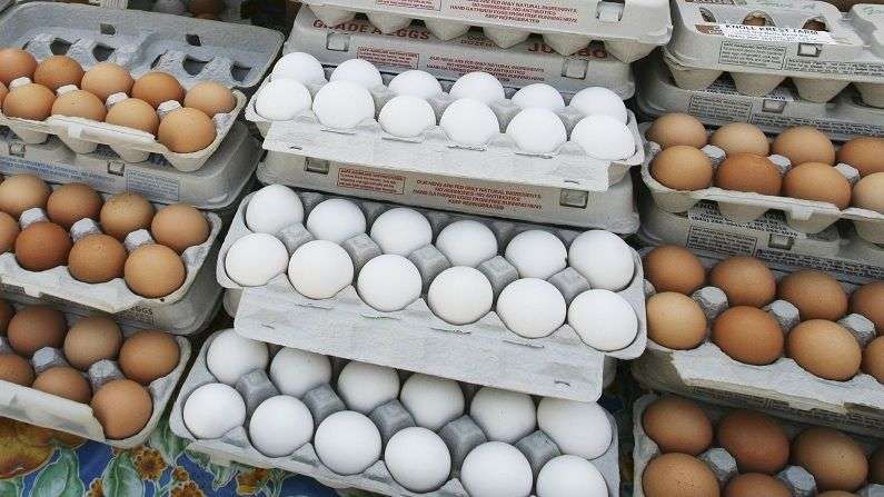 NECC कडून एक अंडं केवळ 3.95 रुपये, मग देशभरात अंड्याची किंमत वाढतीच, कारण काय?
