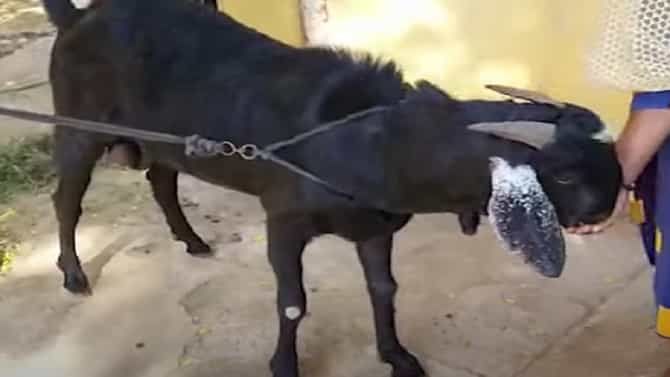 काजू-बदाम खाणारा सुलतान ! तब्बल 20 लाखांच्या बोकडची सांगलीत चर्चा