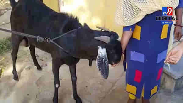 Sangli | 60 ते 70 किलो वजनाच्या सुलतानची देशभरात चर्चा