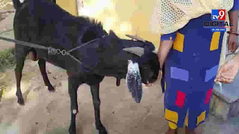 Sangli | 60 ते 70 किलो वजनाच्या सुलतानची देशभरात चर्चा Sangli | 60 ते 70 किलो वजनाच्या सुलतानची देशभरात चर्चा