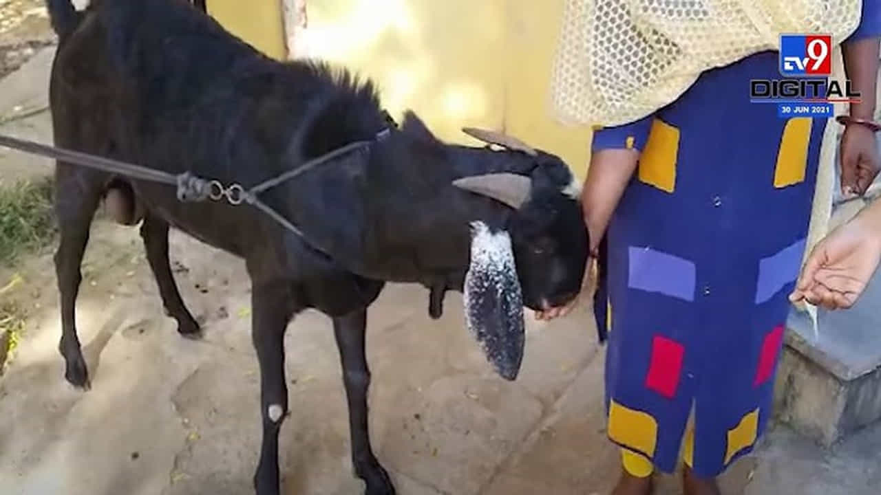 Sangli | 60 ते 70 किलो वजनाच्या सुलतानची देशभरात चर्चा Sangli | 60 ते 70 किलो वजनाच्या सुलतानची देशभरात चर्चा