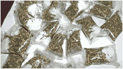 शरीरात गेल्यावर गांजा नेमकं काय करतं, व्यक्तीचा मेंदू ‘आऊट ऑफ कंट्रोल’ का होतो?