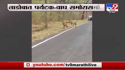 चंद्रपूर जिल्ह्यात वाघांचा मुक्तसंचार, ताडोबा मार्गावर प्रवासी आणि वाघ आमने-सामने