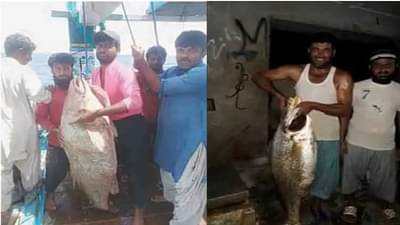 पाकिस्तानी मच्छिमाराच्या जाळ्यात 48 किलोंचा मासा, किंमत 25 लाख? 50 लाख? तब्बल...