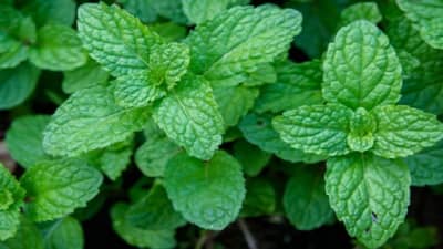 रोगप्रतिकारक शक्ती वाढवण्यासाठी आहारात पुदीनाचा अशाप्रकारे समावेश करा