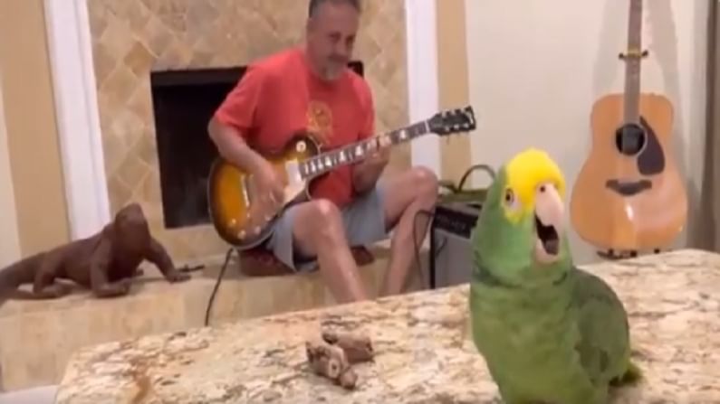 पोपटाने गिटारच्या धूनवर गायलं भन्नाट गाणं, नेटकरी हैराण, लाखों युजर्सनी पाहिला Video