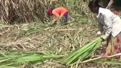 अशी ही माणुसकी, जे सरकार करु शकले नाही ते साखर कारखानदाराने करुन दाखविले..!