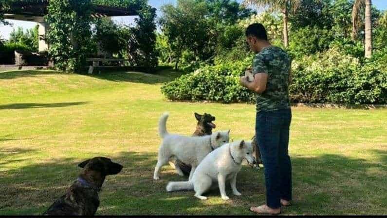 भारताचा माजी कर्णधार महेंद्र सिंह धोनी मागच्या वर्षी विश्वचषकातील अखेरच्या सामन्यानंतर आंतरराष्ट्रीय क्रिकेटमधून निवृत्त झाला.
त्यातच यंदा आयपीएलही कोरोनाच्या संकाटमुळे रद्द झाल्याने धोनी त्याच्या फार्महाऊसवर फॅमिलीसोबत वेळ घालवत आहे (Indian Cricket team former
Captain MS Dhoni Farm House Photos with sakshi Dhoni)
