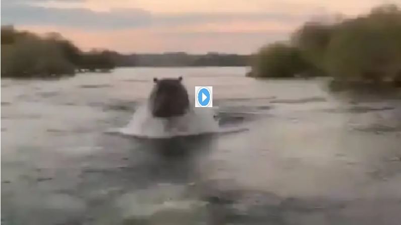 Video | व्हिडीओ शूटिंग करायला पाण्यात उतरले, अचानक पाणघोड्याकडून थरारक पाठलाग