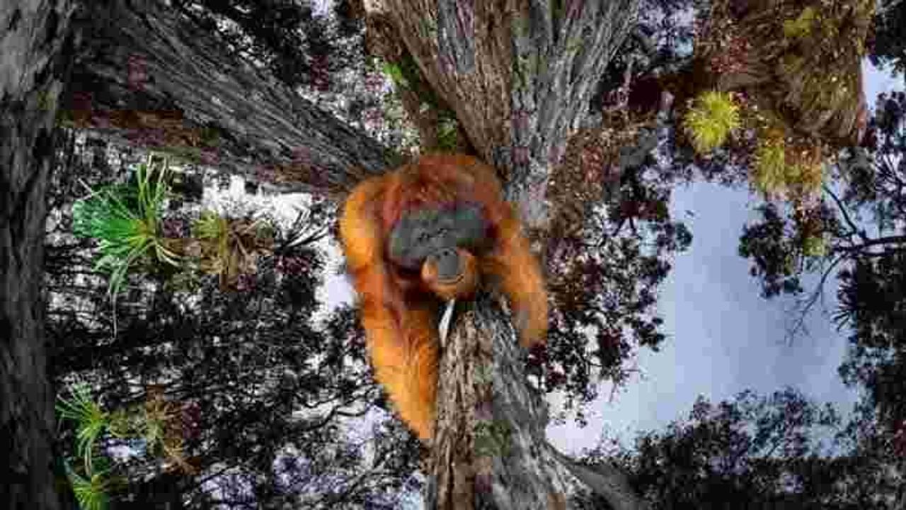 यावर्षीचा विजेता कॅनेडियन छायाचित्रकार थॉमस विजयन होता. थॉमसने एक ओरंगुटन(Orangutan)चा फोटो काढला होता, ज्याला ‘द वर्ल्ड इज गोईंग अप्साईड डाउन’ नाव देण्यात आले होते. या चित्रात ओरंगुटान झाडाच्या वर चढत आहे आणि खाली स्वच्छ पाण्यात आकाश दिसत आहे.