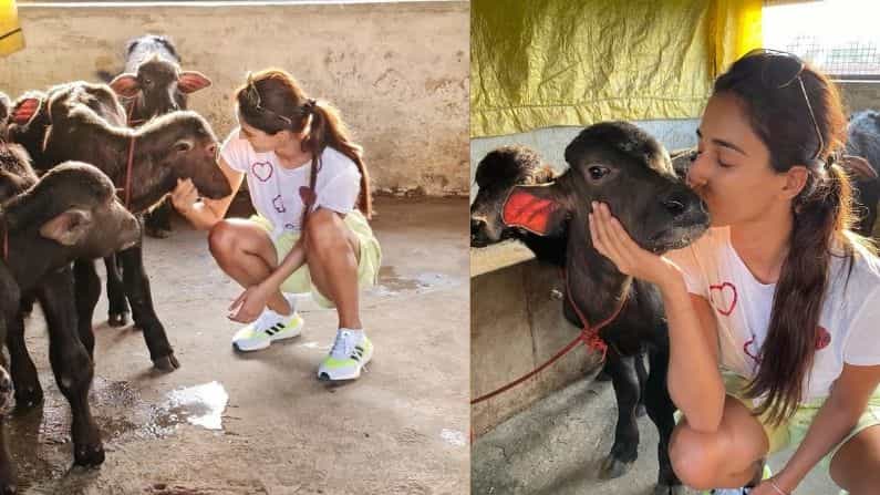 बॉलिवूड अभिनेत्री दिशा पाटनी अभिनयासोबतच तिच्या हॉट अंदाजासाठी ओळखली जाते. दिशा सोशल मीडियावर नेहमी अॅक्टिव्ह असते.