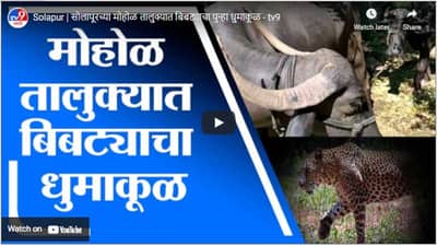 Solapur | सोलापूरच्या मोहोळ तालुक्यात बिबट्याचा पुन्हा धुमाकूळ