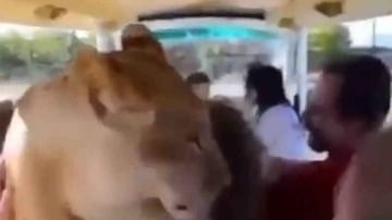 Video | जंगल सफारीमध्ये पर्यटक गुंग, अचानक सिंहाने केला हल्ला, पुढं जे झालं ते एकदा पाहाच !