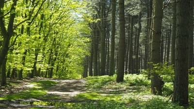 वाढदिवसाच्या दिवशी विश्वासघात ! जंगलात नेऊन बलात्कार, प्रियकराने असं का केलं? तरुणीला हुंदका