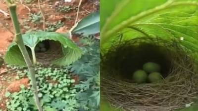 Viral Video : पक्ष्याने बांधलं एका पानावर घरटं, व्हिडीओ एकदा पाहाच