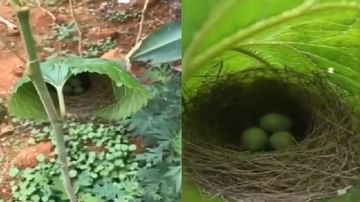 Viral Video : पक्ष्याने बांधलं एका पानावर घरटं, व्हिडीओ एकदा पाहाच