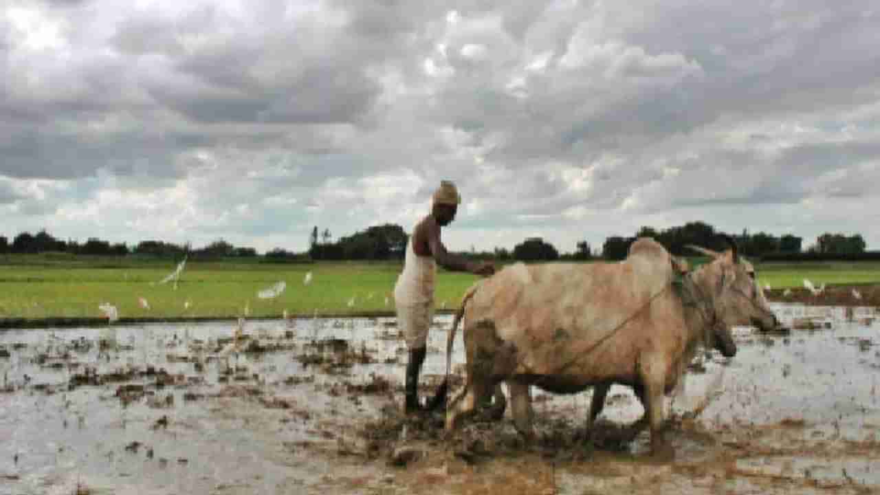 पावसाचा दगा, पेरलेलं बी-बियाणं, खतं वाया गेलं, राज्यातील शेतकऱ्यांवर दुबार पेरणीचं संकट