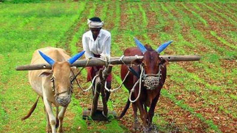 Farmers: शेतकऱ्यांना पीक विम्याचा जास्त लाभ देण्यासाठी राज्य सरकारचा मोठा निर्णय