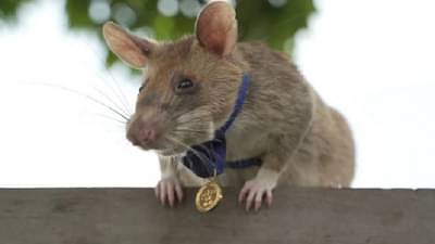 Magawa Rat | आतापर्यंत वाचवले हजारो लोकांचे प्राण, सुरुंग शोधणारा Magawa उंदीर अखेर निवृत्त