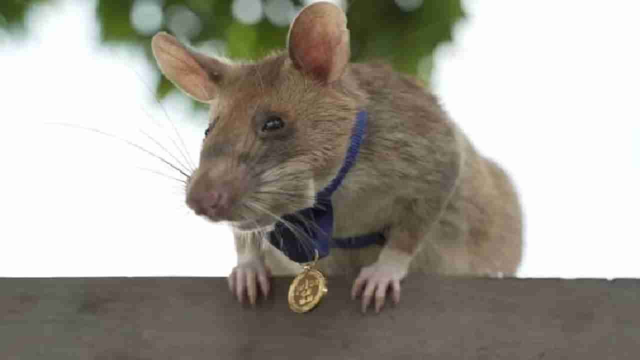 Magawa Rat | आतापर्यंत वाचवले हजारो लोकांचे प्राण, सुरुंग शोधणारा Magawa उंदीर अखेर निवृत्त