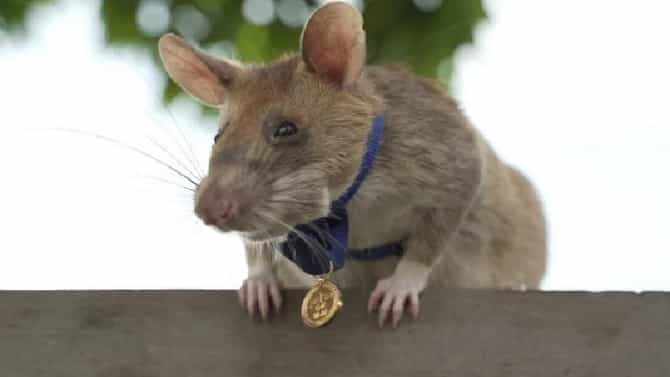Magawa Rat | आतापर्यंत वाचवले हजारो लोकांचे प्राण, सुरुंग शोधणारा Magawa उंदीर अखेर निवृत्त