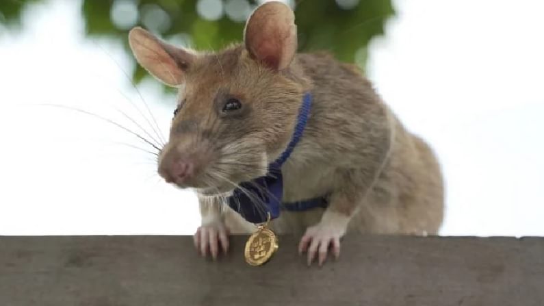 Magawa Rat | आतापर्यंत वाचवले हजारो लोकांचे प्राण, सुरुंग शोधणारा Magawa उंदीर अखेर निवृत्त