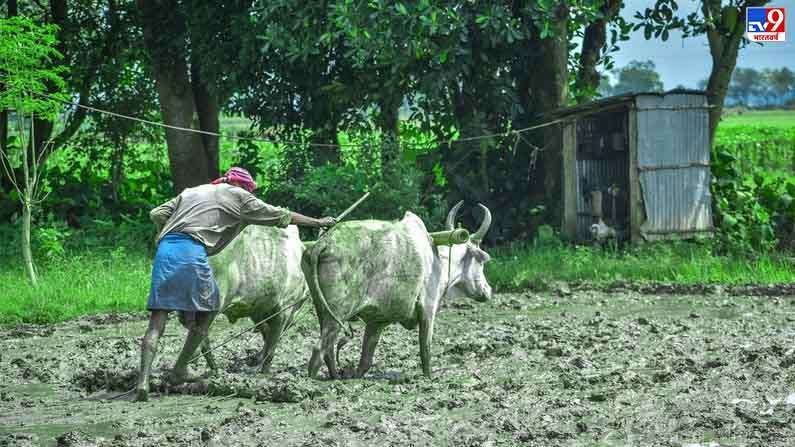 राज्यात अद्याप समाधानकारक पाऊस नाही, मनमाडमध्ये पेरण्या खोळंबल्या, बळीराजा चिंतेत राज्यात अद्याप समाधानकारक पाऊस नाही, मनमाडमध्ये पेरण्या खोळंबल्या, बळीराजा चिंतेत