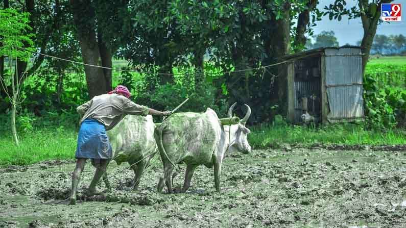 राज्यात अद्याप समाधानकारक पाऊस नाही, मनमाडमध्ये पेरण्या खोळंबल्या, बळीराजा चिंतेत