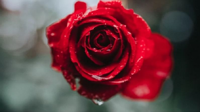 चेहऱ्यावरील मुरूमाची समस्या दूर करण्यासाठी आपण गुलाब पाण्याचा उपयोग करू शकतो. गुलाबाच्या पाण्यात अँटी-बॅक्टेरियाच्या गुणधर्म असतात. गुलाबाच्या पाण्यात लिंबाचा रस मिक्स करा आणि चेहऱ्याला लावा. यामुळे मुरूमाची समस्या दूर होईल. 