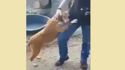 Video | कुत्र्याला लागला पत्रकाराचा लळा, व्हिडीओ पाहून तुम्हीही भारावून जाल !