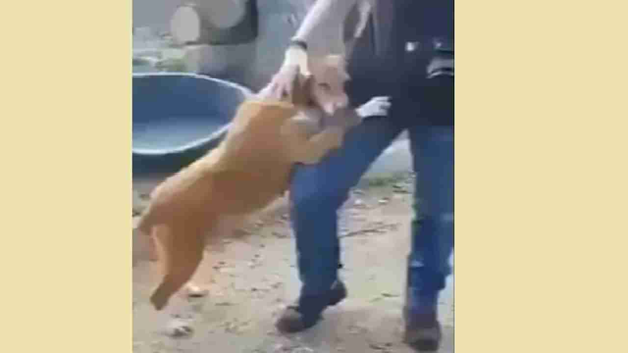 Video | कुत्र्याला लागला पत्रकाराचा लळा, व्हिडीओ पाहून तुम्हीही भारावून जाल !