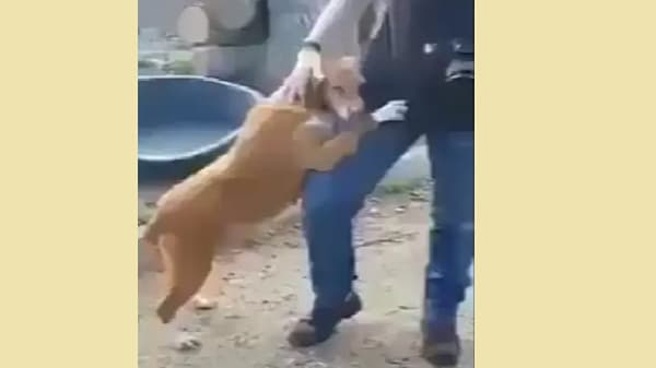Video | कुत्र्याला लागला पत्रकाराचा लळा, व्हिडीओ पाहून तुम्हीही भारावून जाल !