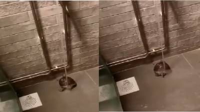 Video | नळाच्या पाण्याखाली राजेशाही थाट, ठुमकत ठुमकत कासवाची शाही अंघोळ