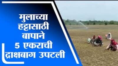 Pandharpur | मुलाला क्रिकेट खेळण्यासाठी बापाने चक्क 5 एकर द्राक्षबाग उपटली