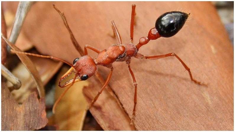 या मुंग्यांना राणी मुंगीची गरज लागतेच असं नाही. या मुंग्या राणी मुंगीशिवायही अंडी देतात. त्यामुळे त्यांची संख्या विनाविलंब वाढत राहते.