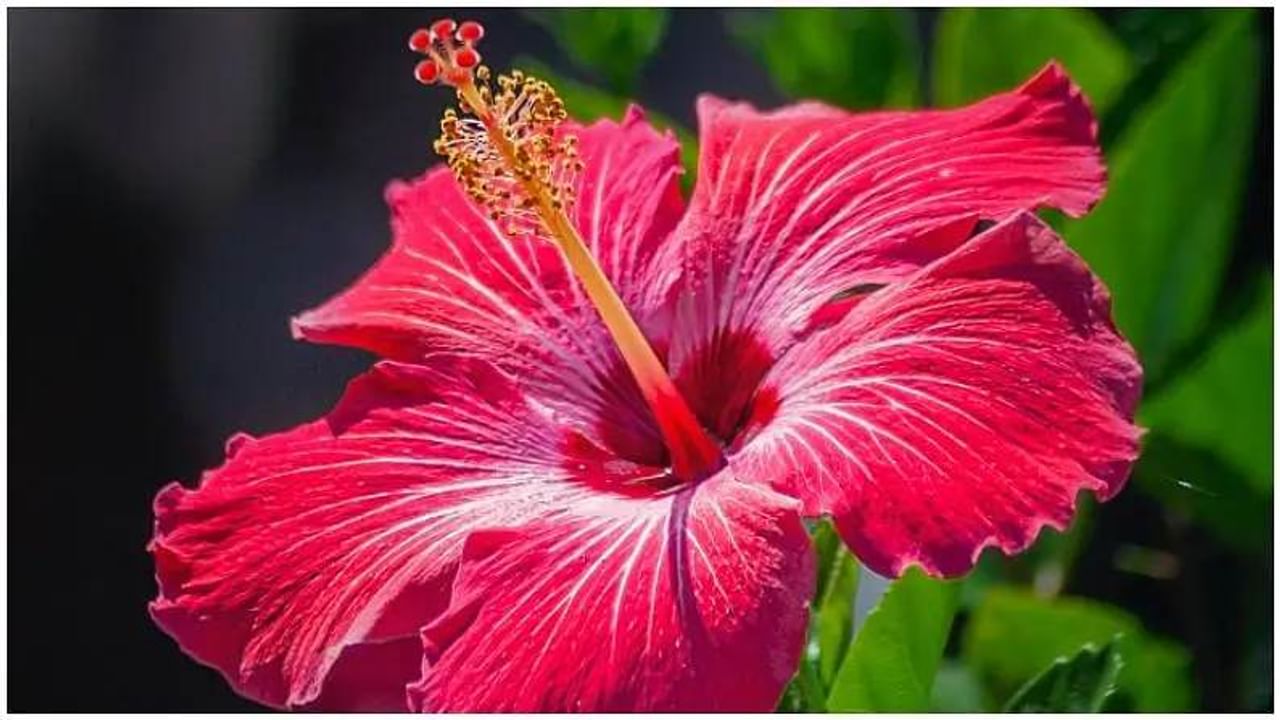 Hibiscus Flower In Marathi Best Flower Site