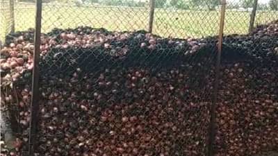 तळहाताच्या फोडासारखं पिकांना जपलं, वीज पडून 350 क्विंटल कांद्याचा कोळसा, शेतकऱ्याला अश्रू अनावर