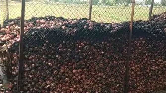 तळहाताच्या फोडासारखं पिकांना जपलं, वीज पडून 350 क्विंटल कांद्याचा कोळसा, शेतकऱ्याला अश्रू अनावर