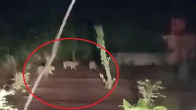 एकाच वेळी तीन-तीन बिबट्यांची झुंड, जुन्नरमधला अंगावर काटा आणणारा व्हिडीओ