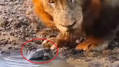 Video | इवल्याशा कासवामुळे जंगलाच्या राजाची फजिती, पाणी पिताना सिंह झाला चांगलाच परेशान