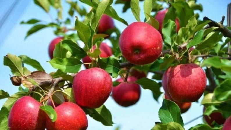 आपण सफरचंदाचा देखील फेस मास्क तयार करू शकता. त्यात अँटीऑक्सिडंट्स आणि पॉलिफेनॉल असतात. हे अतिनील किरणांमुळे होणार्‍या नुकसानापासून त्वचेच संरक्षण करते. तसेच, त्वचेवरील वृद्धत्वाचे परिणाम कमी करण्यास देखील मदत करते.