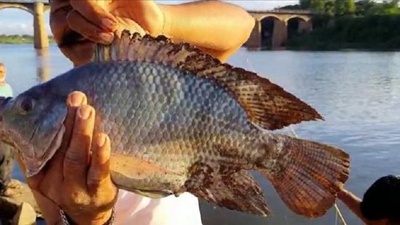 यातच सांगलीच्या कृष्णा नदीच्या पात्रात चिलापी जातीचा (Chilapi fish) मासा सापडला आहे. याला गावठी भाषेत या माशाला किल्याप असे म्हणतात. 