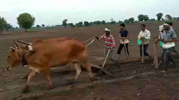 शेतकऱ्यांनी सोयाबीनची पेरणी कधी करावी? कृषी विभागाचा मोलाचा सल्ला